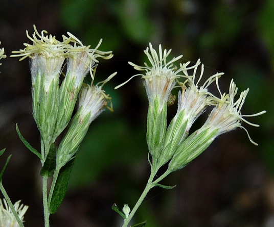 {Brickellia eupatorioides}
